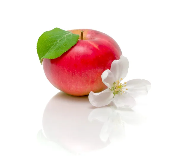 Roter Apfel und Apfelblüte auf weißem Hintergrund — Stockfoto