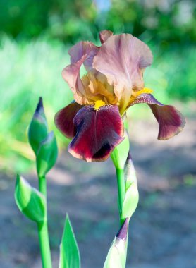 Branch of a blooming iris close up clipart