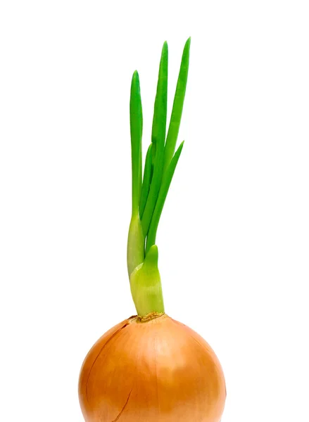 Bulb onions on a white background closeup — Stock Photo, Image