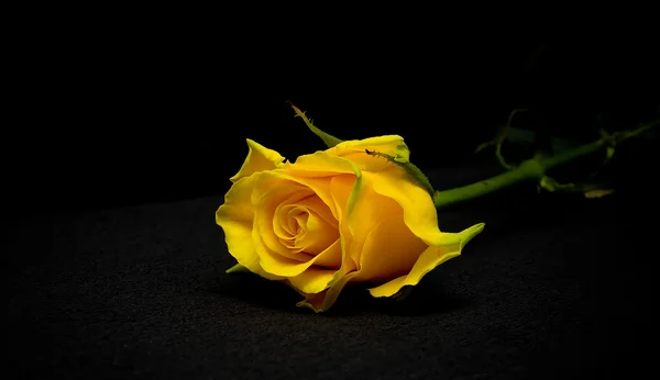 Желтая роза на черном фоне — стоковое фото