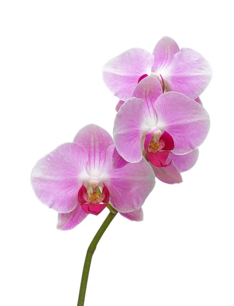 Rama de orquídeas sobre fondo blanco — Foto de Stock