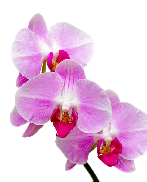 Orchids blooming branch on a white background closeup — Stock Photo, Image