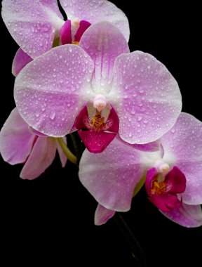 Pink orchid close up clipart