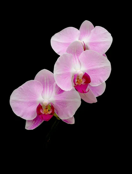Orquídeas rosa sobre um fundo preto — Fotografia de Stock