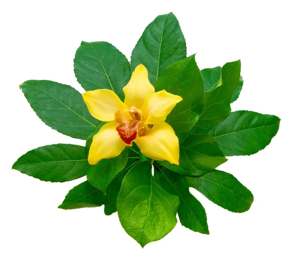 흰색 바탕에 노란 난의 꽃과 녹색 잎 — 스톡 사진