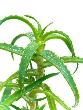 aloe vera yaprağı