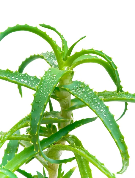 stock image Aloe vera leaves