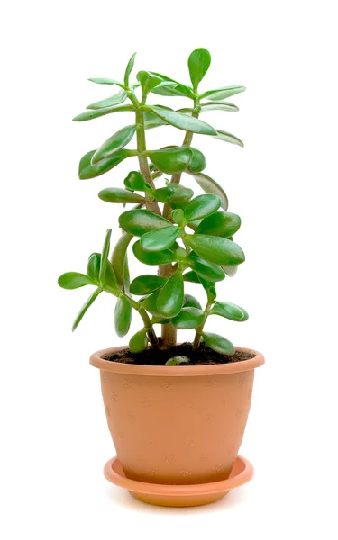 Pianta verde (Crassula) su sfondo bianco — Foto Stock