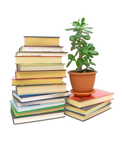 Livros e uma planta verde (Crassula) sobre um fundo branco — Fotografia de Stock