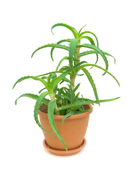 Aloe vera — Fotografia de Stock