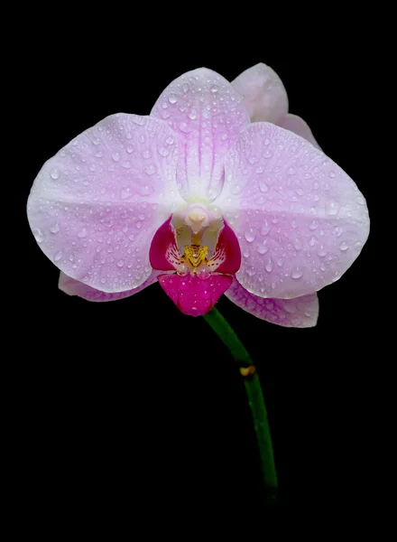 Růžová orchidej rosou kapky na černém pozadí — Stock fotografie