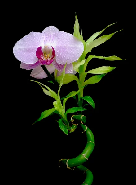 Orquídea e bambu sobre fundo branco — Fotografia de Stock