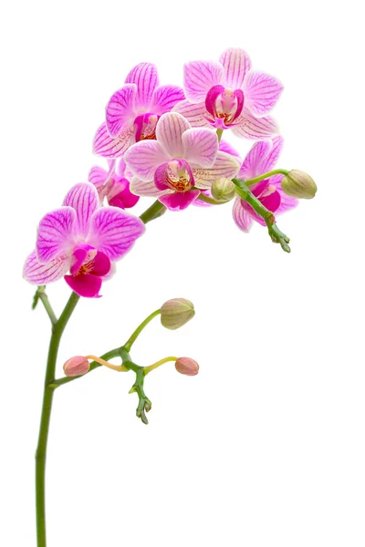 Blühende Orchidee auf weißem Hintergrund — Stockfoto