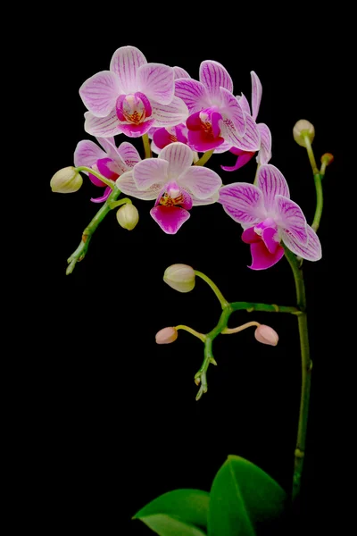 Beautiful orchids blooming branch on a black background — Stock Photo, Image