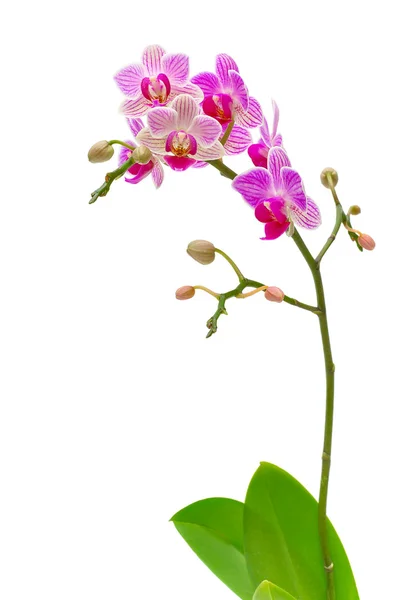 Ramo florescendo das orquídeas em um fundo branco — Fotografia de Stock