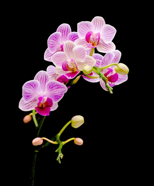 Orquídeas de flor ramificada sobre un fondo negro — Foto de Stock