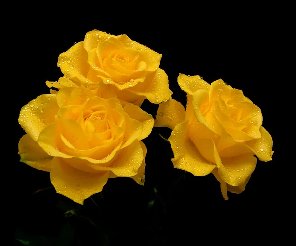Rosas amarelas nas gotas de orvalho em um fundo preto — Fotografia de Stock