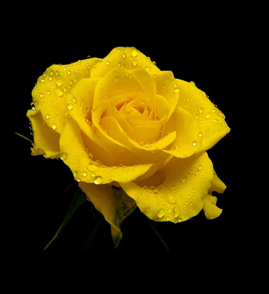 Yellow rose in drops of dew on a black background — Stock Photo, Image