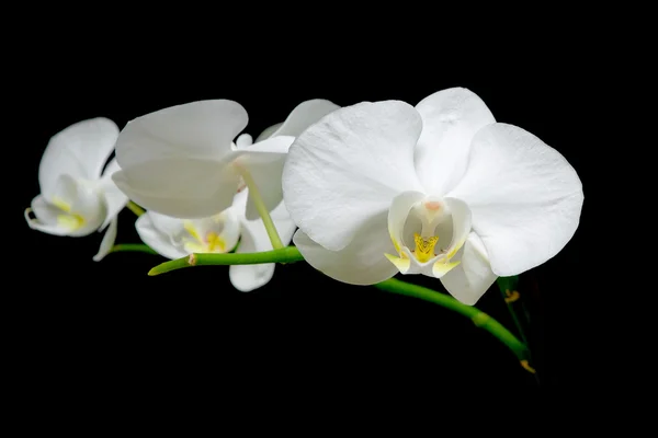 Kvetoucí orchidej bílá na černém pozadí — Stock fotografie