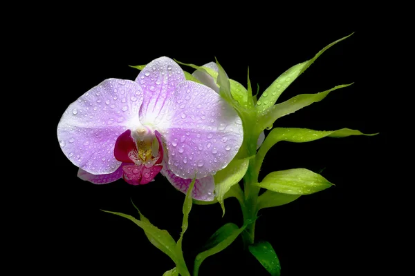 Blühende Orchidee in Tautropfen und grüner Pflanze auf schwarzem Grund — Stockfoto