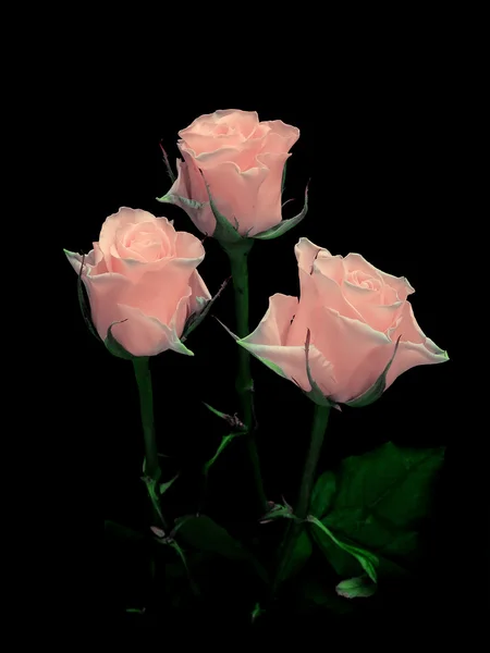 黑色背景上的粉红色玫瑰花束 — 图库照片
