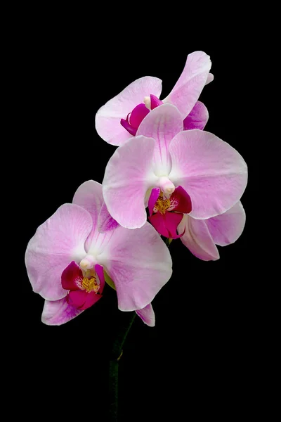 Orchidées floraison branche sur un fond noir — Photo