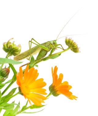 marigold çiçek üzerinde beyaz bir adam üzerinde büyük yeşil çekirge