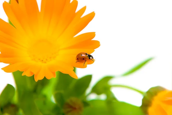 白い背景の上のてんとう虫と花マリーゴールド — ストック写真