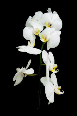 siyah bir arka plan üzerinde beyaz orkide phalaenopsis