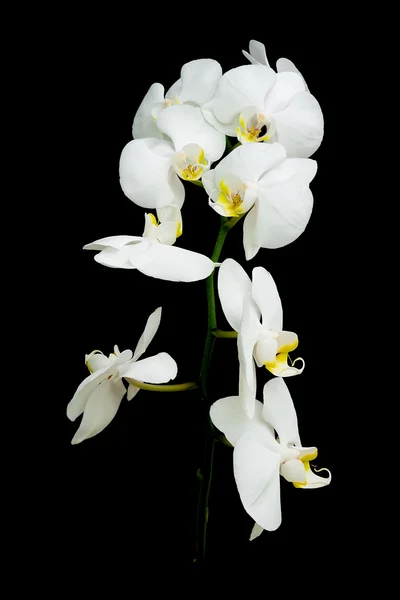 Falaenopsis branco do orchid em um fundo preto — Fotografia de Stock