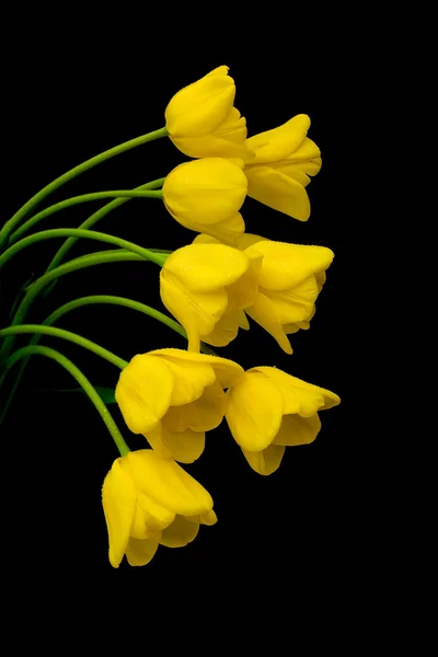 Żółte tulipany na czarnym tle — Zdjęcie stockowe