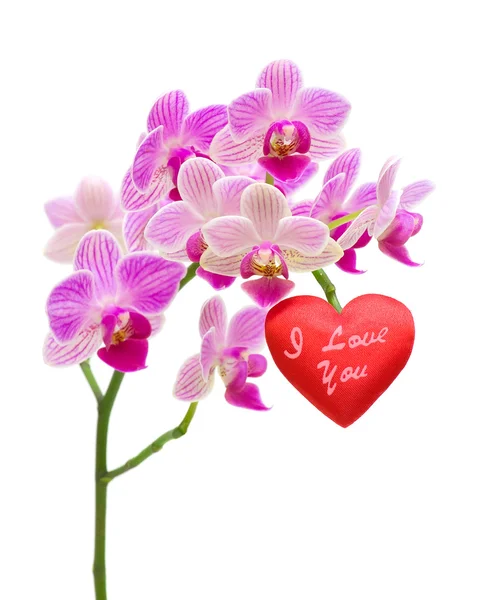 Valentim em um ramo de uma orquídea em um contexto branco — Fotografia de Stock