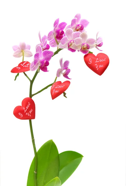 Orchid och valentines på vit bakgrund — Stockfoto
