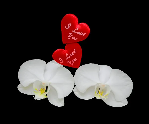 Paar leuchtend rote Herzen und weiße Orchideen — Stockfoto