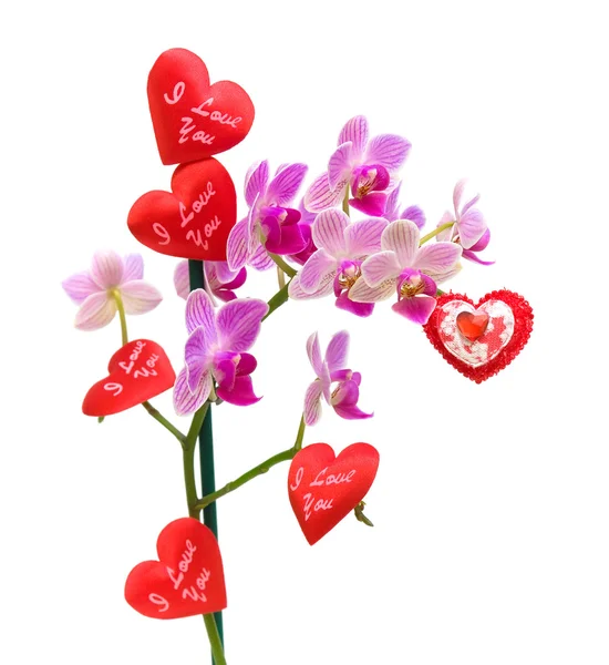 Blühende Orchideen und Valentinen auf weißem Hintergrund — Stockfoto