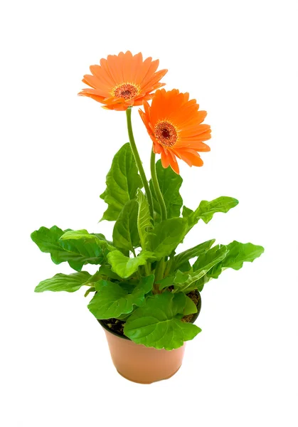 Gerbera em um vaso de flores no fundo branco — Fotografia de Stock