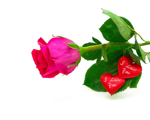 Roses and valentines on a white background — Stock Photo, Image