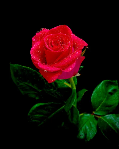 Rosa en gotas de rocío sobre un fondo negro — Foto de Stock