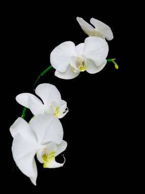 Branch of white orchids on a black background clipart