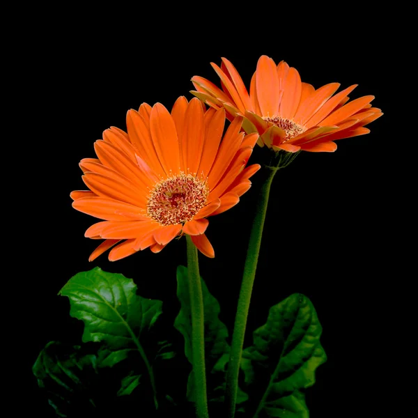 Floração gerbera close-up — Fotografia de Stock