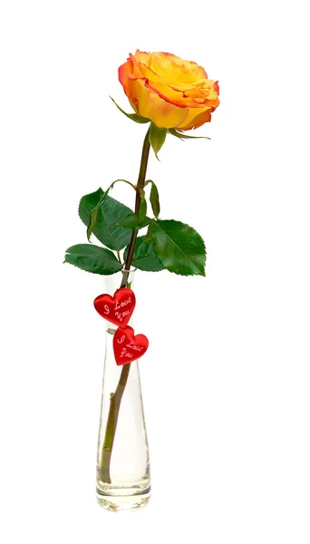 Rose in a vase on a white background — Stock Photo, Image