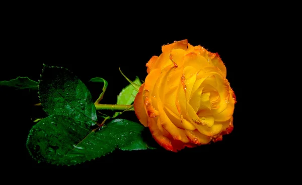 Rose en gouttes de rosée sur fond noir — Photo