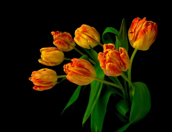 Bukiet tulipanów na czarnym tle z bliska — Zdjęcie stockowe