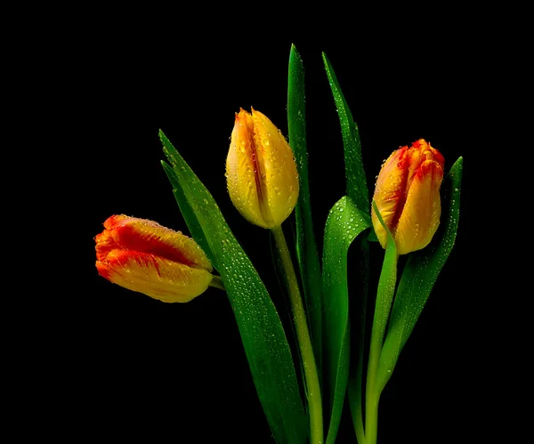 Tulipany w krople rosy na czarnym tle — Zdjęcie stockowe