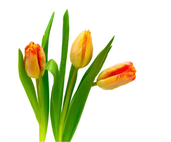 Buquê de tulipas em um fundo branco — Fotografia de Stock