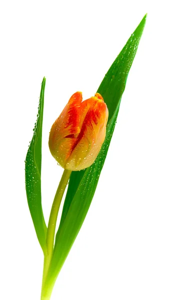Tulipán sobre fondo blanco —  Fotos de Stock
