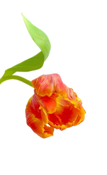 Tulipano rosso su sfondo bianco — Foto Stock
