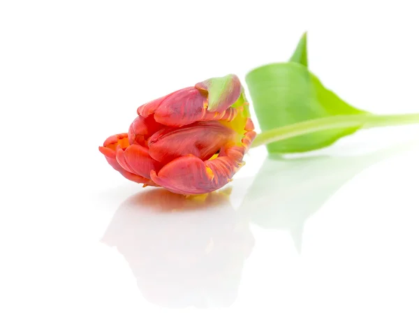 Röd tulpan på en vit bakgrund — Stockfoto