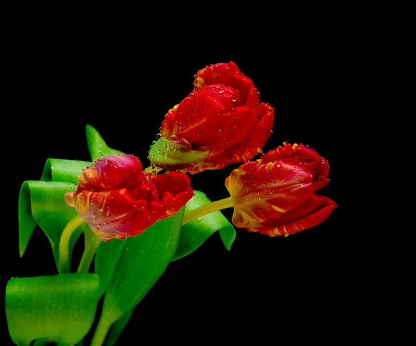 Bouquet of tulips on a black background — Stock Photo, Image