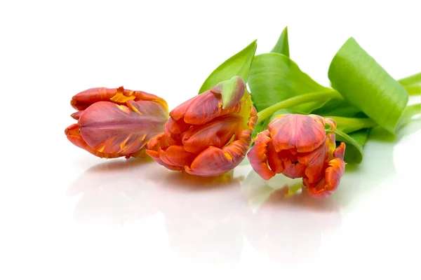 Krásné tulipány na bílém pozadí — Stock fotografie
